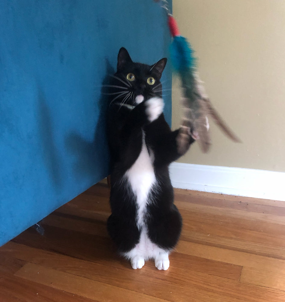 Wand Toys ARE Magical (or is that "meow-gical?")