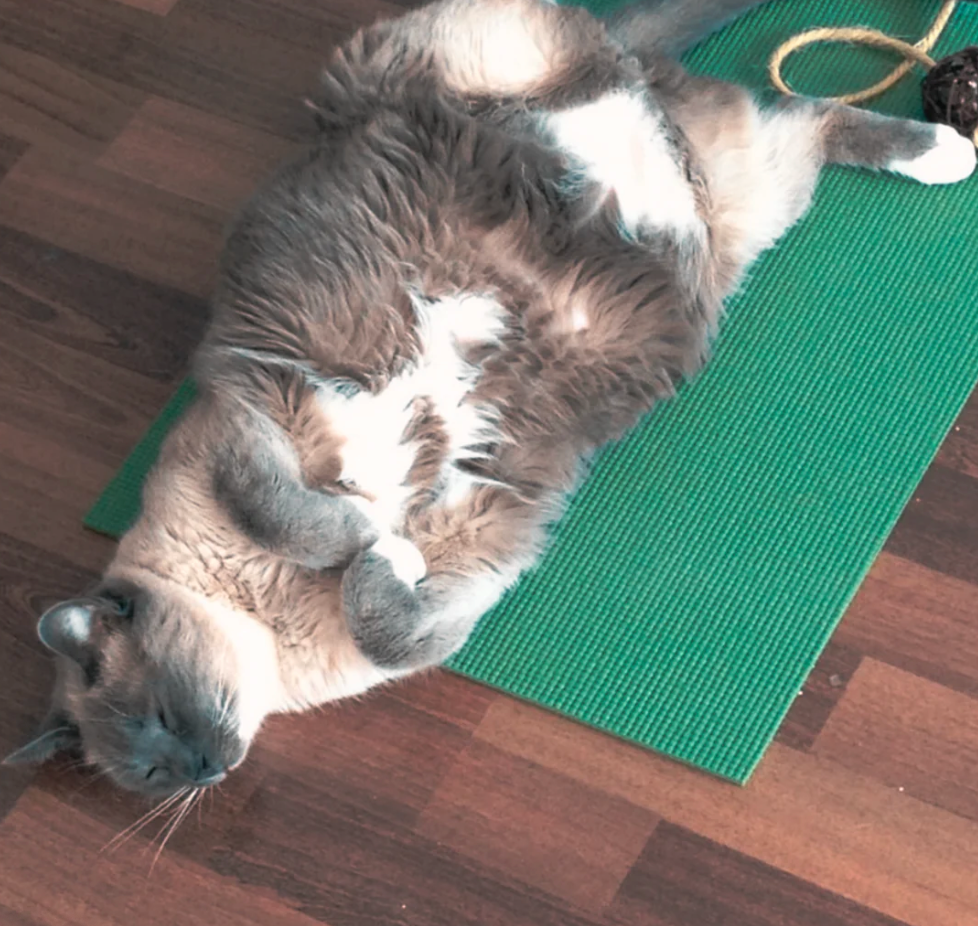 Yoga Cat Mat [Free USA Shipping]