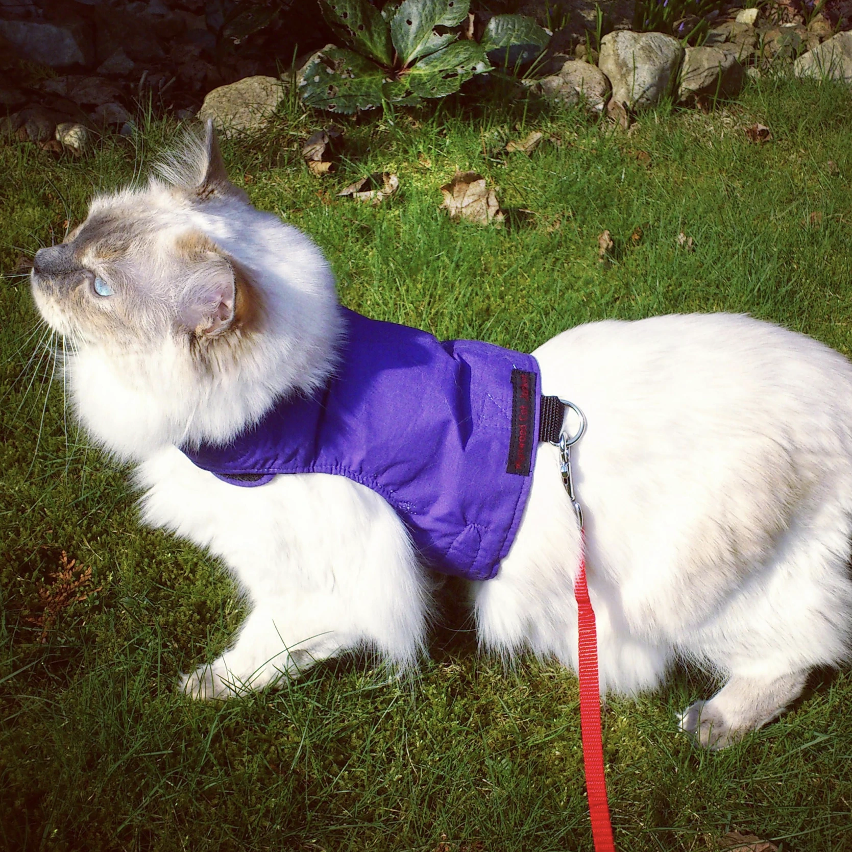 "Mynwood Walking Jacket" - Cat Harness