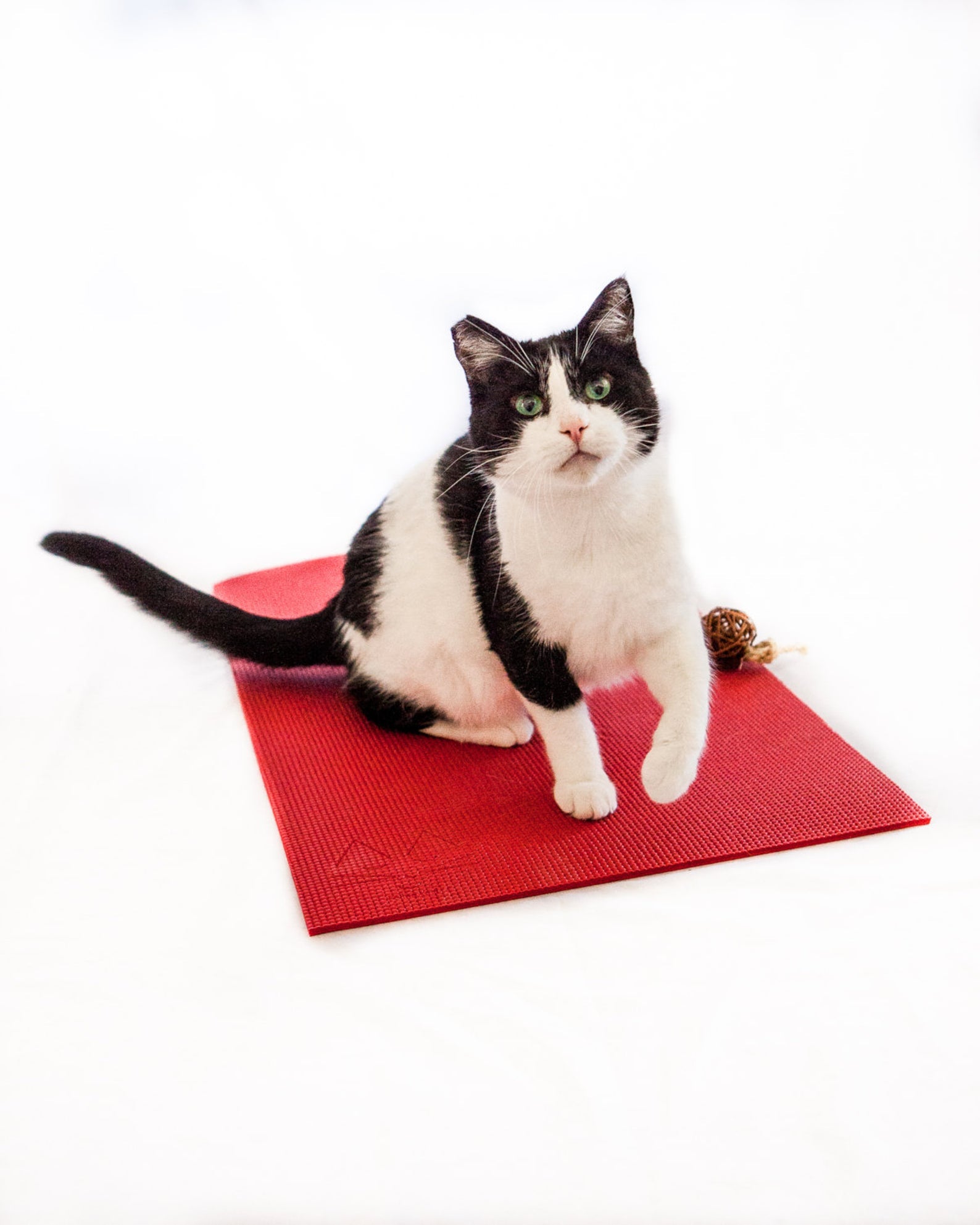 Yoga Cat Mat [Free USA Shipping]
